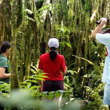 Trois randonneurs en découverte de la flore polynésienne - AOA Polynesian Forests