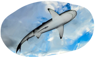 ATN-illust-shape-copyright_vincent_truchet_rights_for_web_and_social_media.png Air Tahiti Nui shark diving
