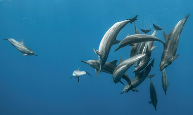 atn-illust-_0014_copyright_vincent_truchet_rights_for_web_and_social_media_until_30aug21_4.jpg Air Tahiti Nui Dolphins VTruchet