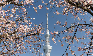 atn-illust-_0021_japan-sakura-skytree-riwata.jpg Air Tahiti Nui Japan Tokyo Sakura Skytree RIwata
