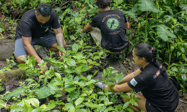 Groupe qui plante arbre 