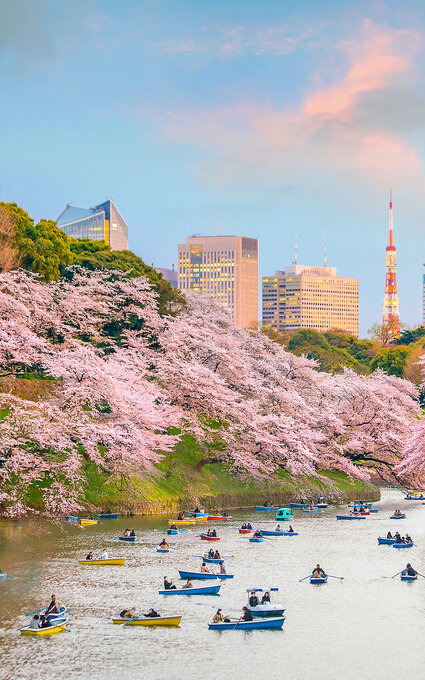 Japon fleurs de sakura Japon fleurs de sakura